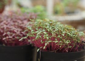 Kitchen Garden Basics